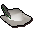 White cavalier