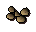 Teak seed