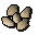Barley seed