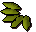 Willow seed