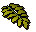 Curry leaf